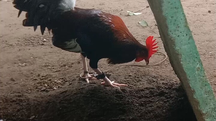 RA GAMEFARM CLARET BROODCOCK
