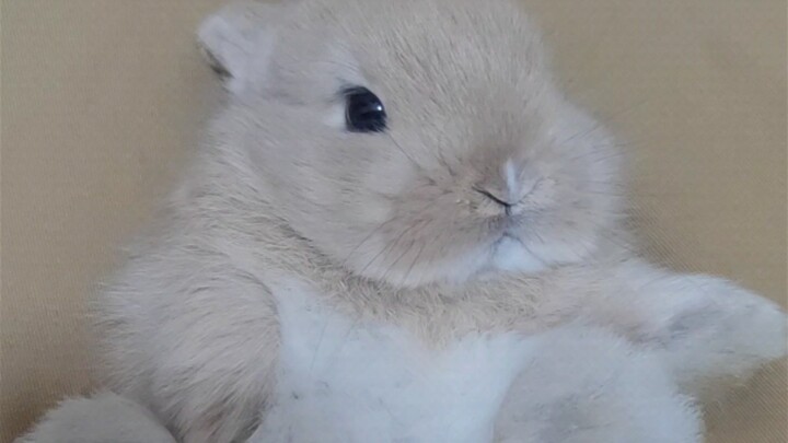 ทำยังไงถึงจะเอาใจเจ้ากระต่ายขี้เหวี่ยงที่ดูแคลนคุณได้?