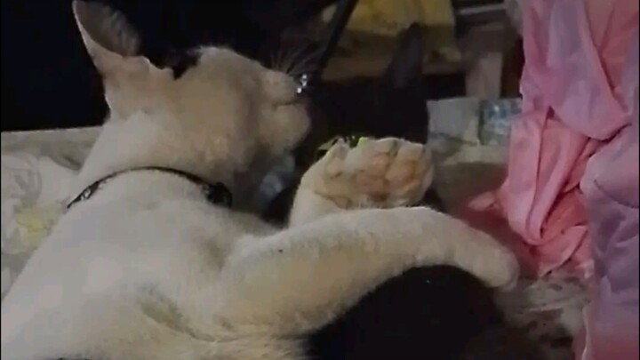 เห็นแมวไหม