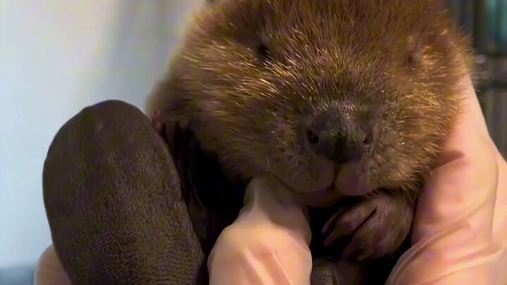 Ini Sangat Berang-berang