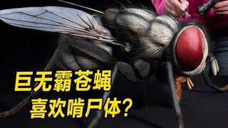 模型：可怜女孩和苍蝇抢肉吃，被误会是凶手，被村民赶出村子！