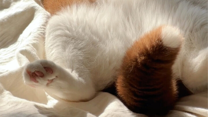 Chocolate British Shorthair | Who wouldn’t want to cuddle this little raccoon?