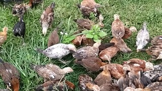 Pakain bahaw
