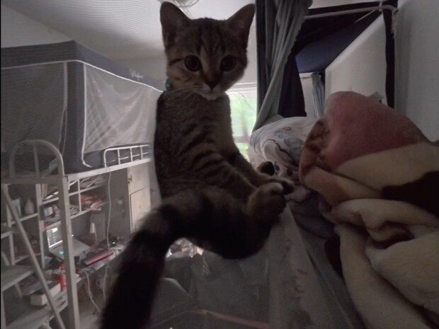 เจ้าแมวน้อยตัวแสบ ใช้ผ้าม่านของฉันเป็นเปลตาข่ายนั่งเล่นเลย!