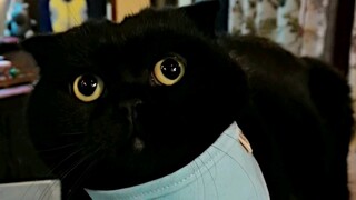 Ternyata beginilah asal mula kucing hitam pertama di dunia……