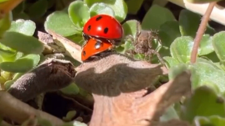 Two spiders are observing the ladybug’s behavior.
