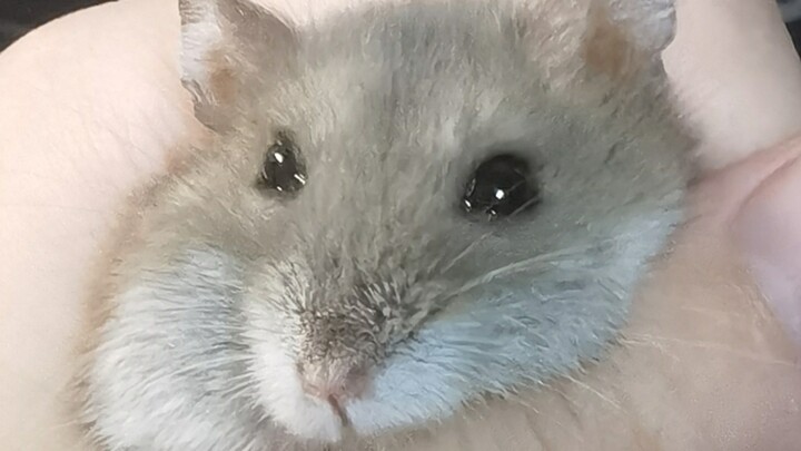Demonstrasi cara mengatasi hamster yang terus-menerus bersuara