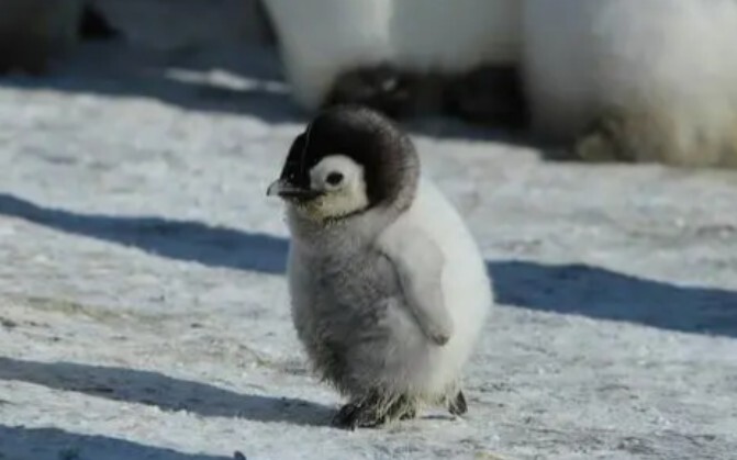 Taman kanak-kanak penguin sudah pulang sekolah~
