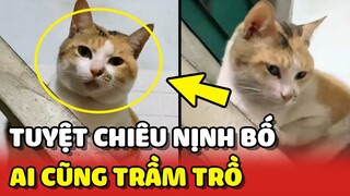 Học hỏi tuyệt chiêu NỊNH BỐ của bé mèo khiến ai cũng phải TRẦM TRỒ KHEN 😍 | Yêu Lu