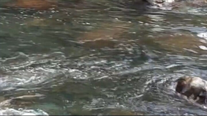 cast net fishing in Nepal \