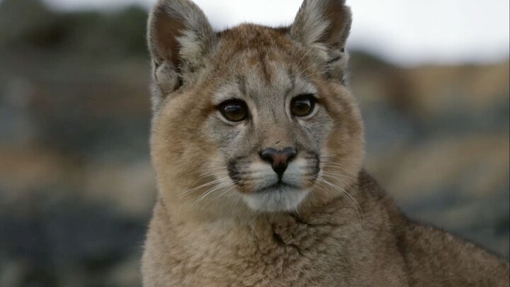 Little Cougar: Please call me the fierce Mimi