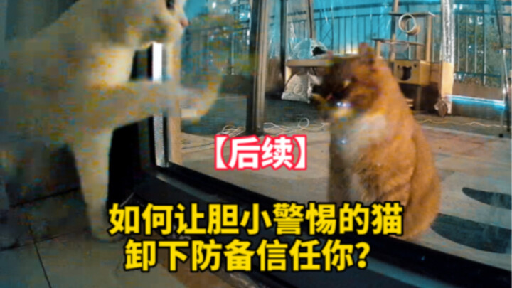 Do stray kittens ever feel insecure?