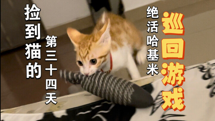 Hari ke-34 Sejak Menemukan Kucing: Haki Kabur dari Rumah – Permainan Keliling ala Kucing