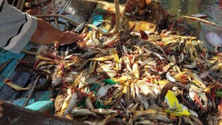 VÔ MÁNH ! Cá Út Vàng, Chìa Vôi, Tôm, Cua Biển, Mực Rừng | Ngư Dân Miền Tây