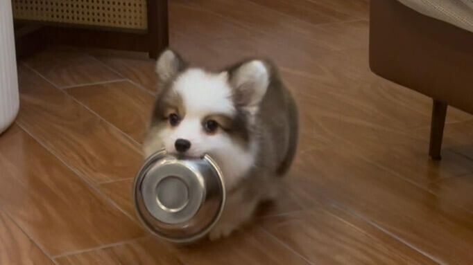 น้องหมากินข้าวตัวขยัน คาบชามเหล็กของตัวเองไปทุกวัน ทำเหมือนเป็นสมบัติล้ำค่า ไปไหนก็พกติดตัวตลอด!