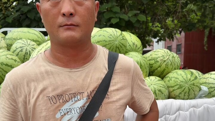 These are all greenhouse-grown melons.