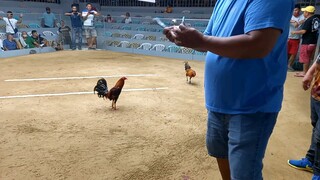 Boston Roundhead x McLean Hatch