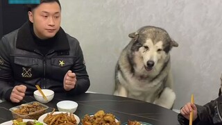 Ketika pemiliknya tidak menyiapkan piring untuk anjingnya di pesta makan malam, anjing menjadi tidak