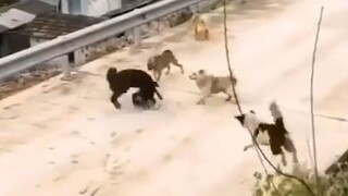 [Hewan]Momen Anjing dan Kucing yang Mengundang Tawa