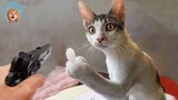 OMG So Cute ♥ Best Funny Cat Videos 2021 #4| MEOW