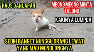 Kucing Jalanan Menangis Sambil Ngesot Minta Di Adopsi Karena Kakinya Lumpuh..!