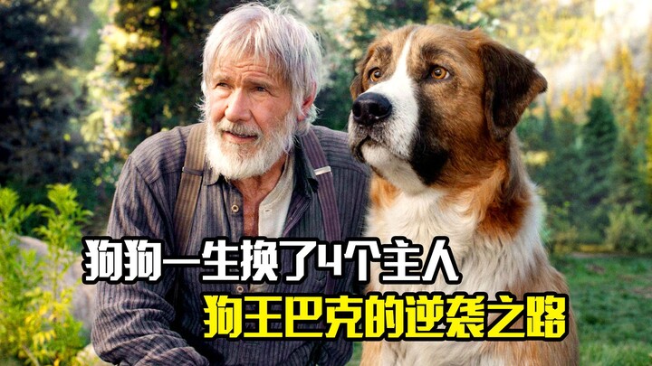 A dog changed owners four times in its lifetime—the逆袭 journey of the canine king Buck, a drama film