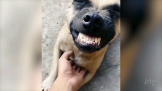 [ĐỘNG VẬT]Khoảnh khắc ngố tàu của các loài vật|Nhạc nền Buttercup