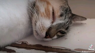 #sleepycat #sleepyhead