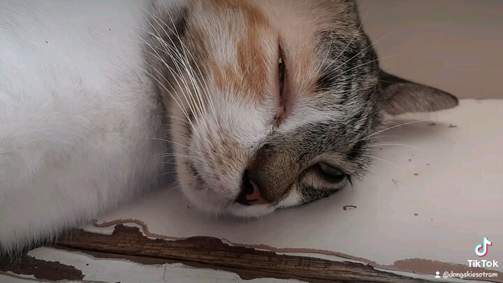#sleepycat #sleepyhead