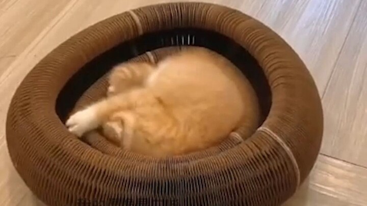 "Let me see who’s being so inconsiderate as to haven’t bought this for their cute little cat yet?!"