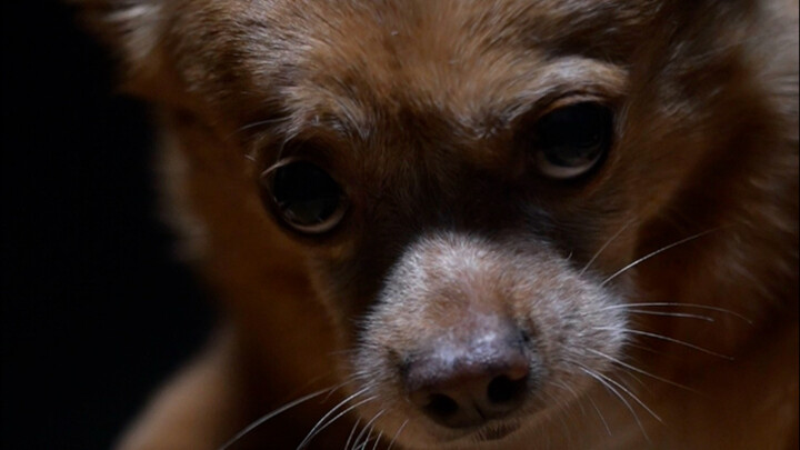 Challenge to use movie techniques to shoot dog food commercials