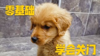 Little Golden Retriever learns to close the door—watch how it goes from zero foundation to perfectio