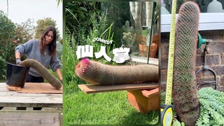 「仙人掌很美」但大家都很坏😂