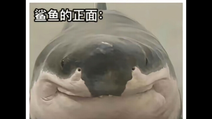 Silly meme images | Just in case you’ve never seen a shark head-on