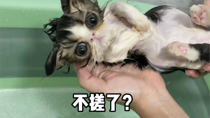 Is a cat that’s extra well-behaved during bath time on some kind of sedative?