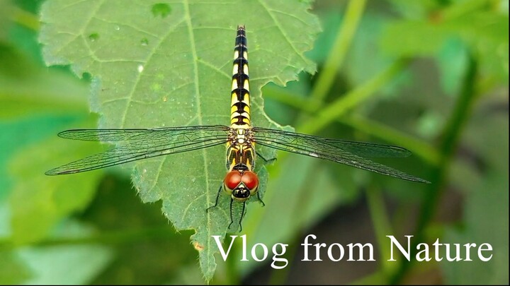Vlog from Nature 8