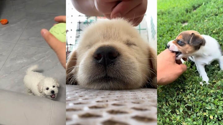 Những chú chó ở độ tuổi này vừa đáng yêu, vừa bối rối, lại phảng phất chút hoang dã.