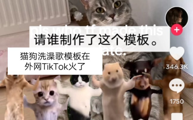 The cat and dog bath song template has gone viral on TikTok overseas.