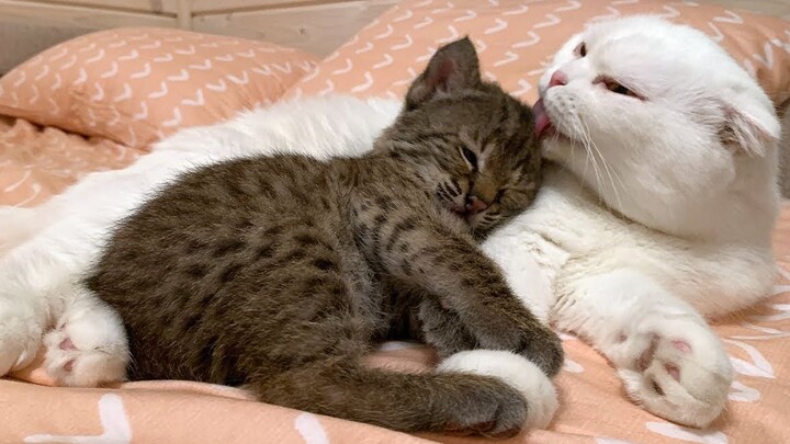 [Animals]Sweet friendship between a little lynx and a Scottish Fold