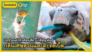 เร่งช่วยเต่าหัวค้อนสัตว์ใกล้สูญพันธุ์  กลืนเศษอวนและตะขอเบ็ด | Dog's Clip