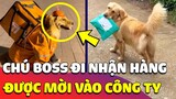 Chú chó NHẬN HÀNG giúp Sen được mời vào C.Ty giao hàng, vừa làm có 1 hôm thì bị ĐUỔI THẲNG 🤣 Gâu Đần