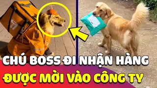 Chú chó NHẬN HÀNG giúp Sen được mời vào C.Ty giao hàng, vừa làm có 1 hôm thì bị ĐUỔI THẲNG 🤣 Gâu Đần