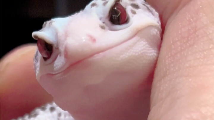 妲己开始控人了~