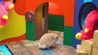 ภารกิจของหนูแฮมสเตอร์ EP 278