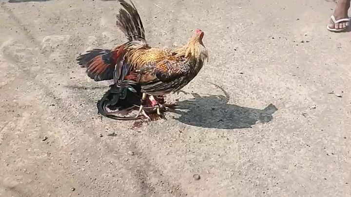 ung Akala nila maliit lang kaya pumayag cla partida dalawa tare ung bulik