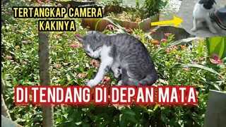 Heran kucing-Kucing Liar Di Sini Pada Nurut Tapi Dapat Perlakuan Kasar Dan Kelaparan Menyedihkan..!