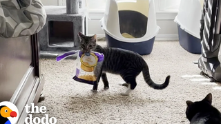 แมวต้องการครอบครัวที่เข้าใจความหมกมุ่นของเขาด้วยชีส The Dodo Cat Crazy