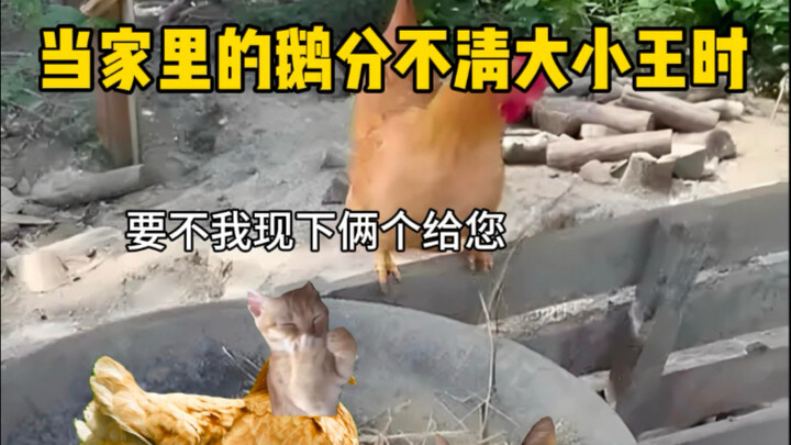 当家里的鹅分不清大小王时