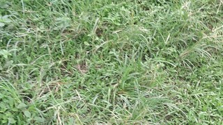 Agilahas and Biboy line first spar 7monhts old