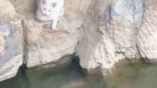 :猫咪：很明显当时把朕吓坏了！